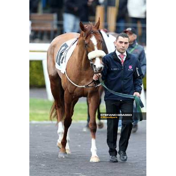 Charity Line before winning the Premio Nannoccia Roma - Capannelle racecourse, 17th march 2013 ph.Stefano Grasso