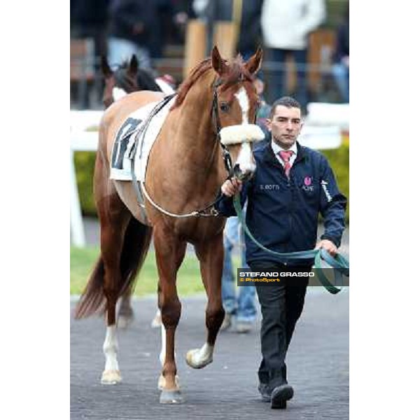 Charity Line before winning the Premio Nannoccia Roma - Capannelle racecourse, 17th march 2013 ph.Stefano Grasso