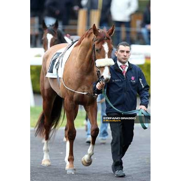 Charity Line before winning the Premio Nannoccia Roma - Capannelle racecourse, 17th march 2013 ph.Stefano Grasso