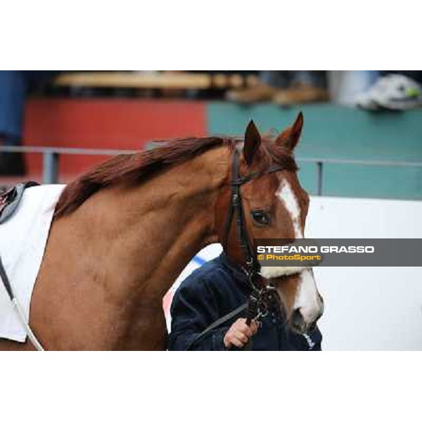 Charity Line before winning the Premio Nannoccia Roma - Capannelle racecourse, 17th march 2013 ph.Stefano Grasso