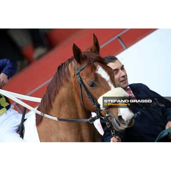 Charity Line before winning the Premio Nannoccia Roma - Capannelle racecourse, 17th march 2013 ph.Stefano Grasso