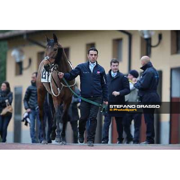 Doggy Tail Roma - Capannelle racecourse, 17th march 2013 ph.Stefano Grasso