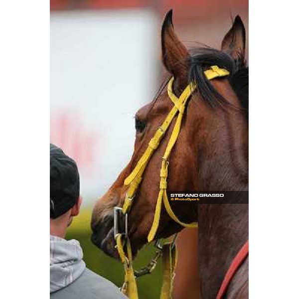 Clorofilla after winning the Premio Sinni Roma - Capannelle racecourse, 17th march 2013 ph.Stefano Grasso