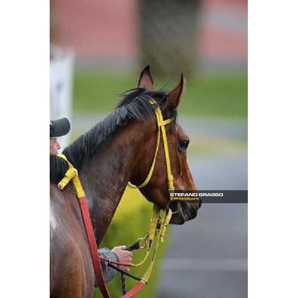 Clorofilla after winning the Premio Sinni Roma - Capannelle racecourse, 17th march 2013 ph.Stefano Grasso