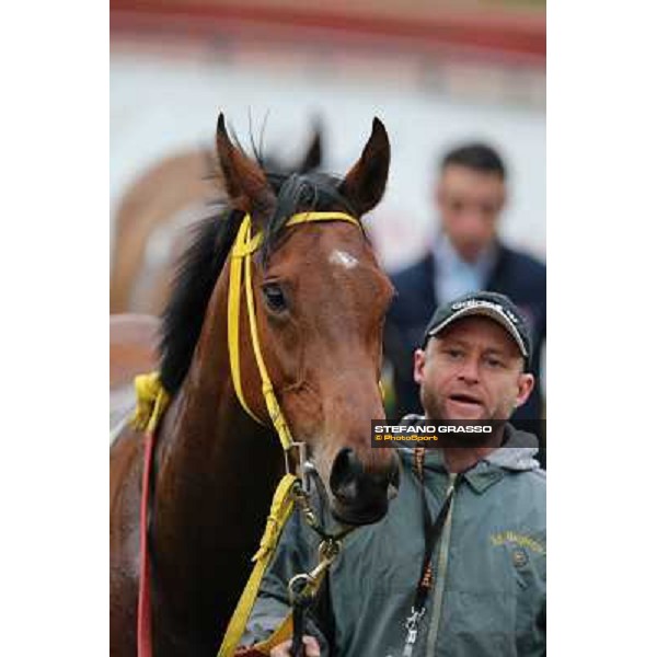 Clorofilla after winning the Premio Sinni Roma - Capannelle racecourse, 17th march 2013 ph.Stefano Grasso