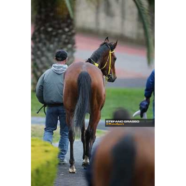 Clorofilla after winning the Premio Sinni Roma - Capannelle racecourse, 17th march 2013 ph.Stefano Grasso