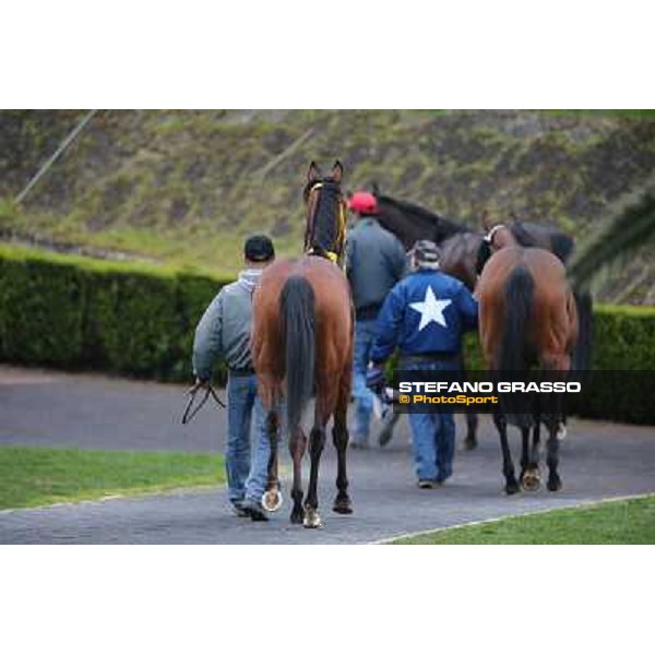 Clorofilla after winning the Premio Sinni Roma - Capannelle racecourse, 17th march 2013 ph.Stefano Grasso