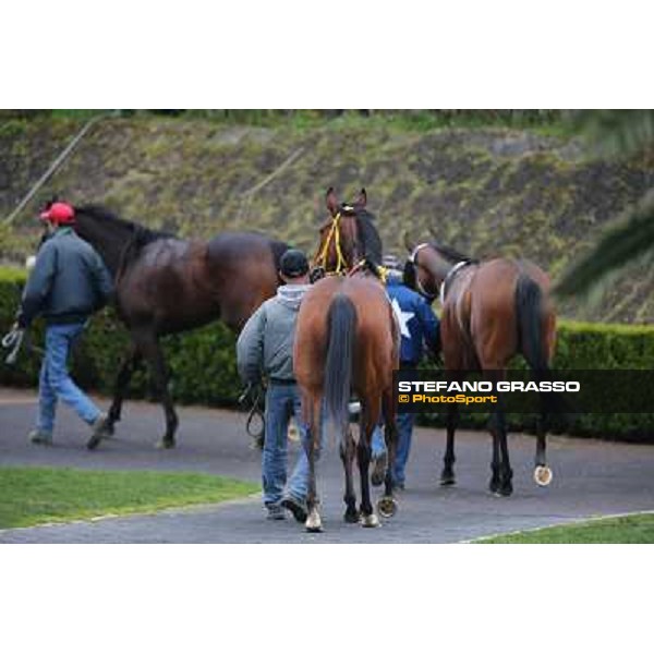 Clorofilla after winning the Premio Sinni Roma - Capannelle racecourse, 17th march 2013 ph.Stefano Grasso