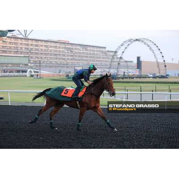 Joy and Fun morning track works Dubai - Meydan racecourse,27th march 2013 ph.Stefano Grasso