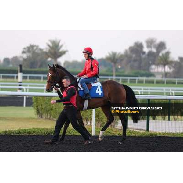 Zazou morning track works Dubai - Meydan racecourse,27th march 2013 ph.Stefano Grasso