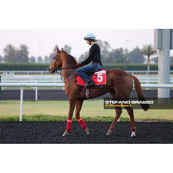 Seimos morning track works Dubai - Meydan racecourse,27th march 2013 ph.Stefano Grasso