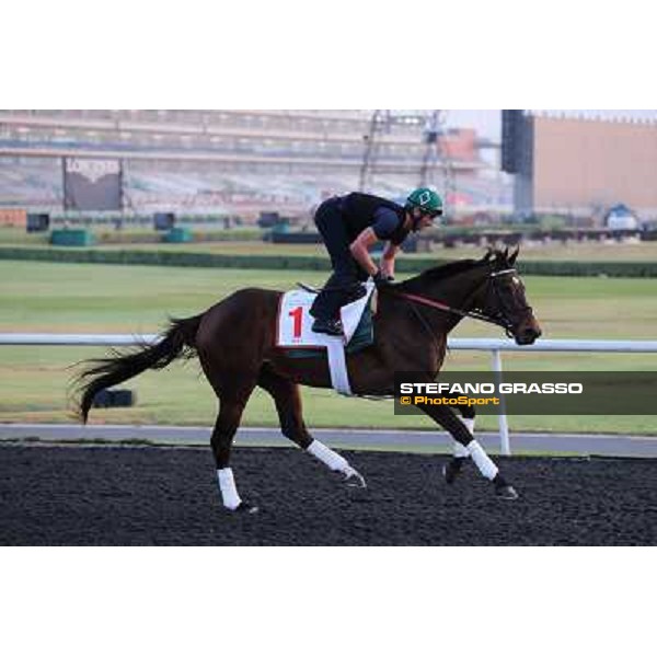 Royal Delta morning track works Dubai - Meydan racecourse,27th march 2013 ph.Stefano Grasso