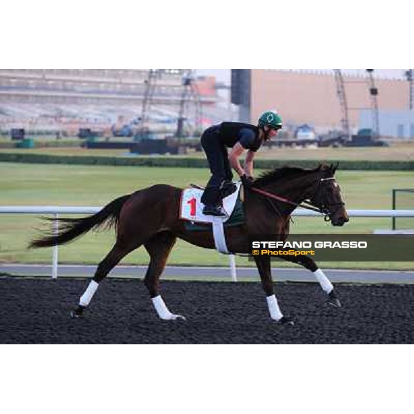 Royal Delta morning track works Dubai - Meydan racecourse,27th march 2013 ph.Stefano Grasso
