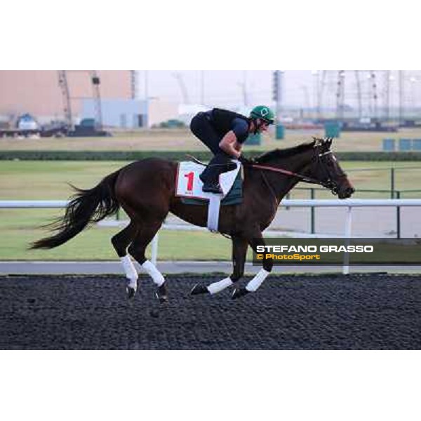 Royal Delta morning track works Dubai - Meydan racecourse,27th march 2013 ph.Stefano Grasso