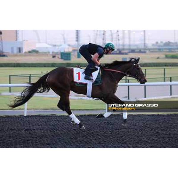 Royal Delta morning track works Dubai - Meydan racecourse,27th march 2013 ph.Stefano Grasso