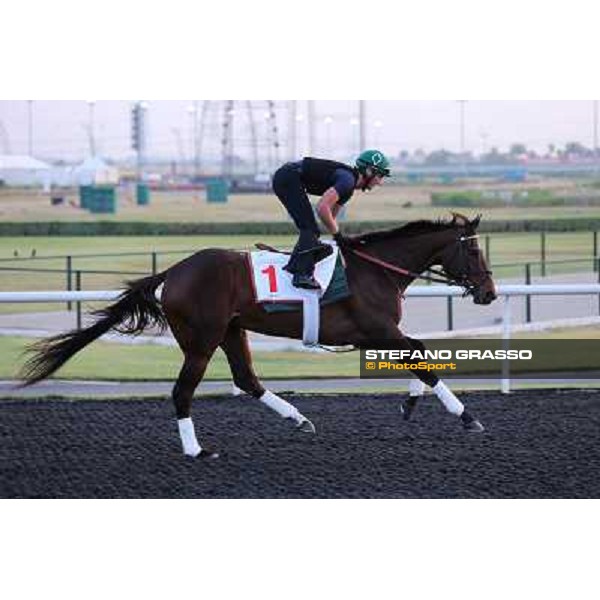 Royal Delta morning track works Dubai - Meydan racecourse,27th march 2013 ph.Stefano Grasso