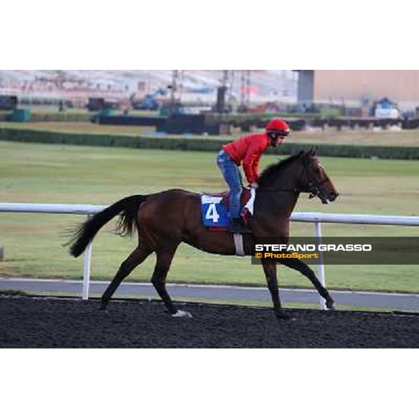 Zazou morning track works Dubai - Meydan racecourse,27th march 2013 ph.Stefano Grasso