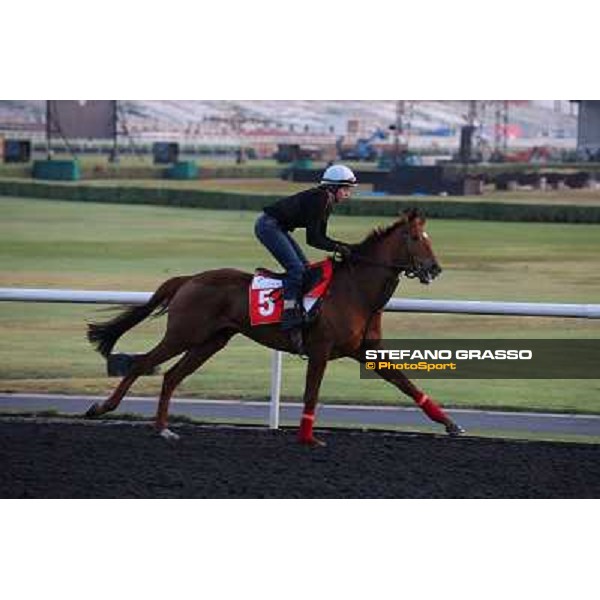 Penitent morning track works Dubai - Meydan racecourse,27th march 2013 ph.Stefano Grasso