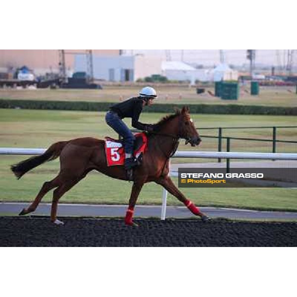 Penitent morning track works Dubai - Meydan racecourse,27th march 2013 ph.Stefano Grasso