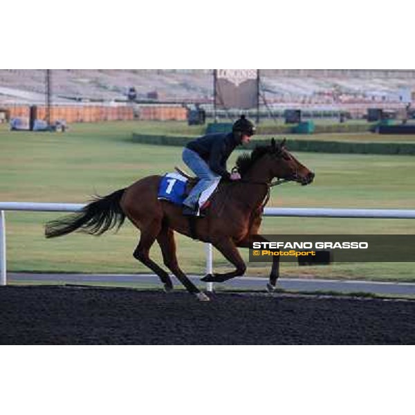 Penitent morning track works Dubai - Meydan racecourse,27th march 2013 ph.Stefano Grasso