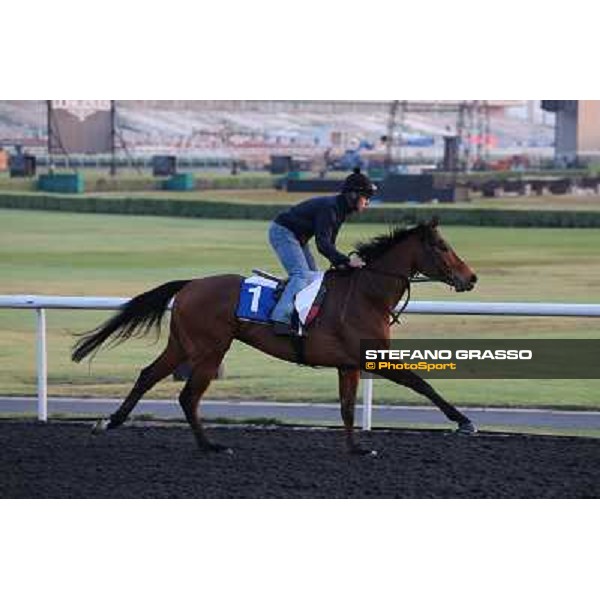 Penitent morning track works Dubai - Meydan racecourse,27th march 2013 ph.Stefano Grasso