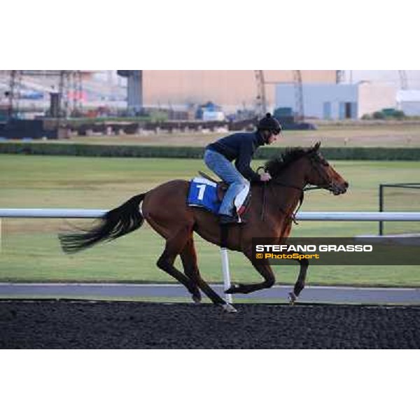 Penitent morning track works Dubai - Meydan racecourse,27th march 2013 ph.Stefano Grasso