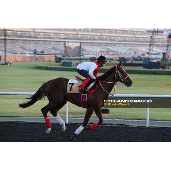 Taisei Legend morning track works Dubai - Meydan racecourse,27th march 2013 ph.Stefano Grasso