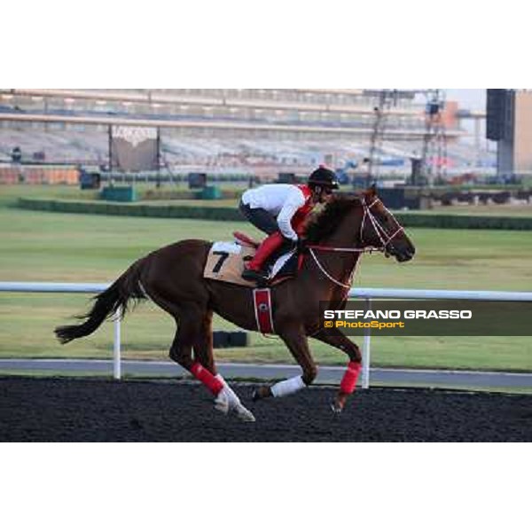 Taisei Legend morning track works Dubai - Meydan racecourse,27th march 2013 ph.Stefano Grasso