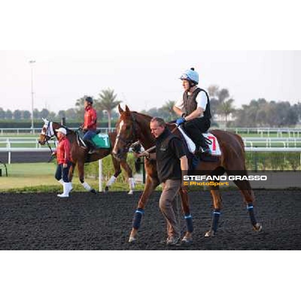 Red Cadeaux and Gentildonna morning track works Dubai - Meydan racecourse,27th march 2013 ph.Stefano Grasso