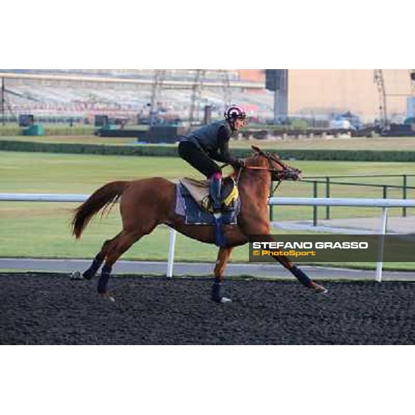 morning track works Dubai - Meydan racecourse,27th march 2013 ph.Stefano Grasso