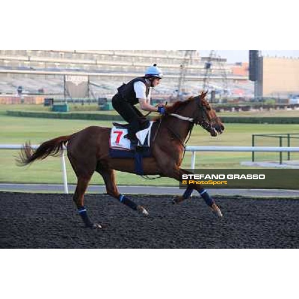 Red Cadeaux morning track works Dubai - Meydan racecourse,27th march 2013 ph.Stefano Grasso