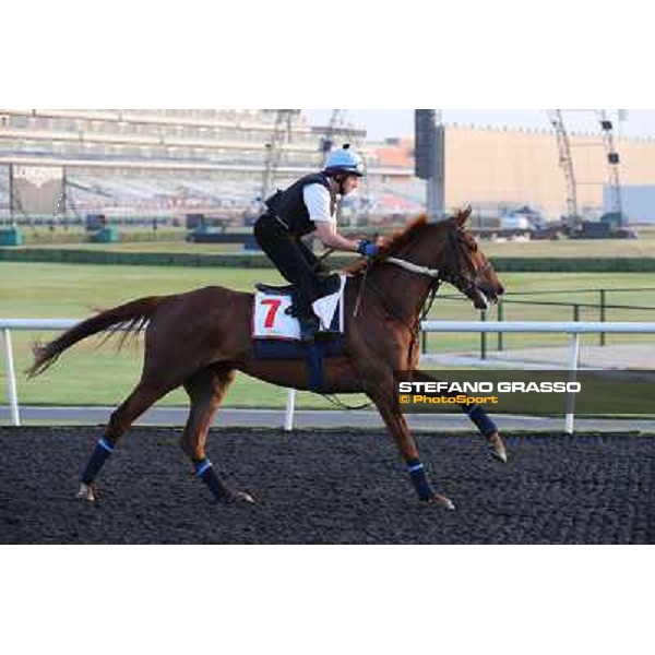 Red Cadeaux morning track works Dubai - Meydan racecourse,27th march 2013 ph.Stefano Grasso