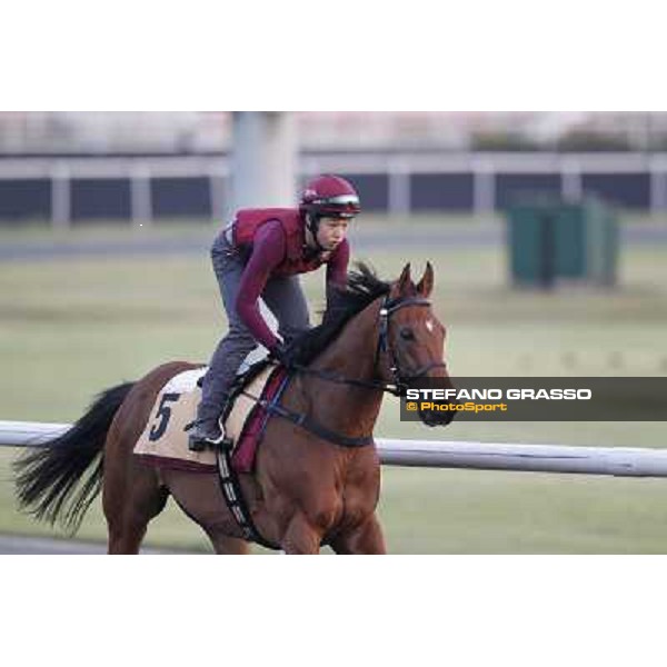 Fredrick Engels morning track works Dubai - Meydan racecourse,27th march 2013 ph.Stefano Grasso
