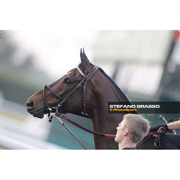Fredrick Engels morning track works Dubai - Meydan racecourse,27th march 2013 ph.Stefano Grasso