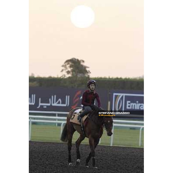 Fredrick Engels morning track works Dubai - Meydan racecourse,27th march 2013 ph.Stefano Grasso