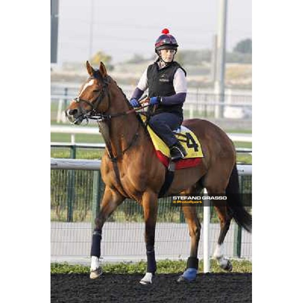 I\'m a Dreamer morning track works Dubai - Meydan racecourse,27th march 2013 ph.Stefano Grasso