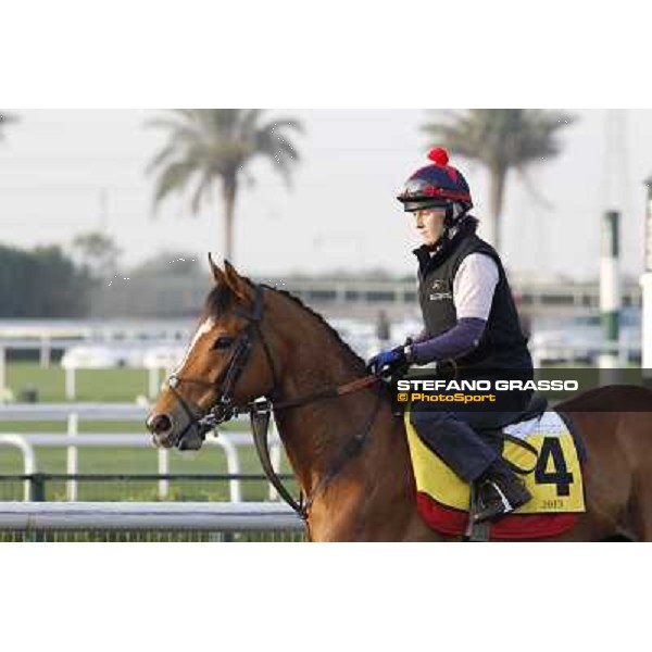 I\'m a Dreamer morning track works Dubai - Meydan racecourse,27th march 2013 ph.Stefano Grasso