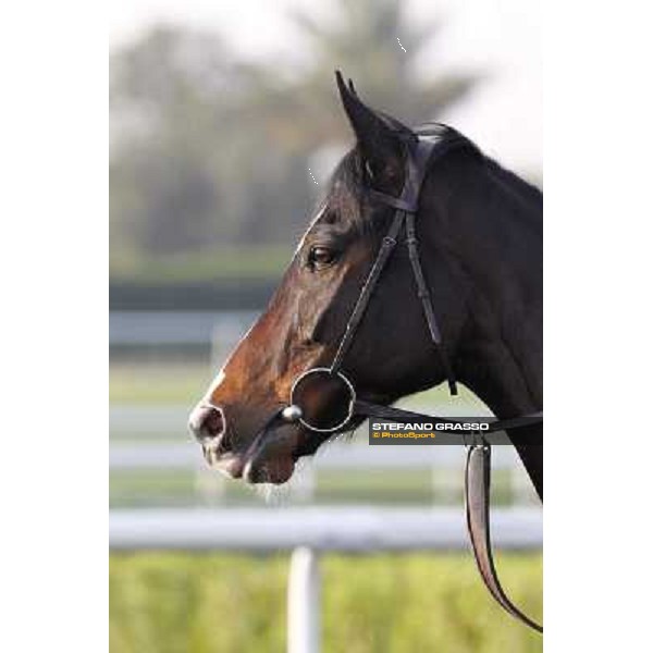 I\'m a Dreamer morning track works Dubai - Meydan racecourse,27th march 2013 ph.Stefano Grasso