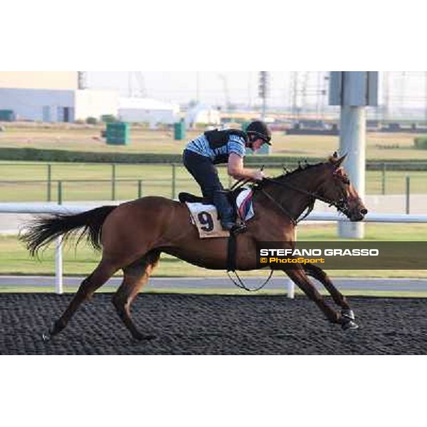 Balmont Mast morning track works Dubai - Meydan racecourse,27th march 2013 ph.Stefano Grasso