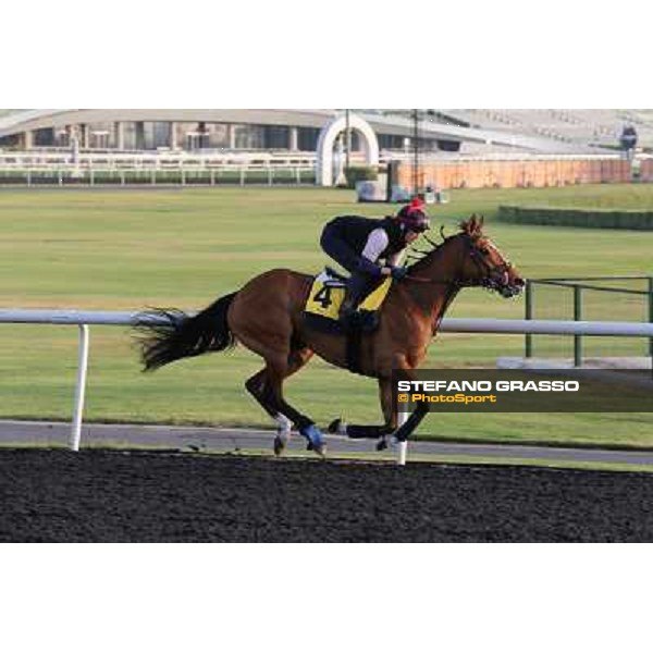 I\'m a Dreamer morning track works Dubai - Meydan racecourse,27th march 2013 ph.Stefano Grasso