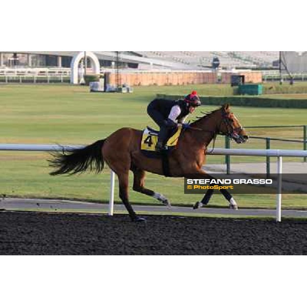 I\'m a Dreamer morning track works Dubai - Meydan racecourse,27th march 2013 ph.Stefano Grasso