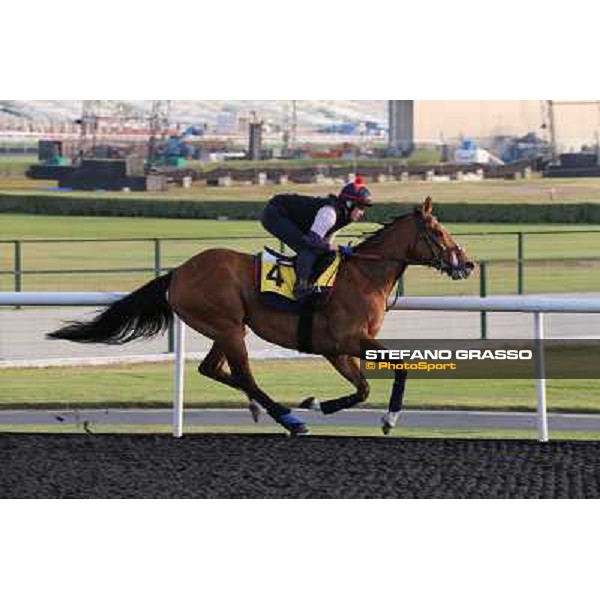 I\'m a Dreamer morning track works Dubai - Meydan racecourse,27th march 2013 ph.Stefano Grasso