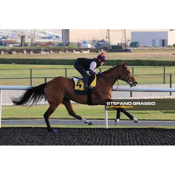 I\'m a Dreamer morning track works Dubai - Meydan racecourse,27th march 2013 ph.Stefano Grasso