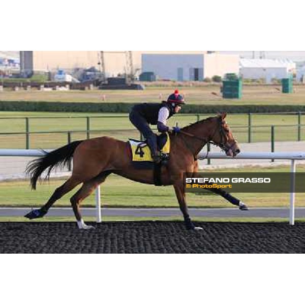 I\'m a Dreamer morning track works Dubai - Meydan racecourse,27th march 2013 ph.Stefano Grasso