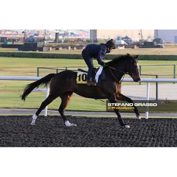 Wigmore Hall morning track works Dubai - Meydan racecourse,27th march 2013 ph.Stefano Grasso