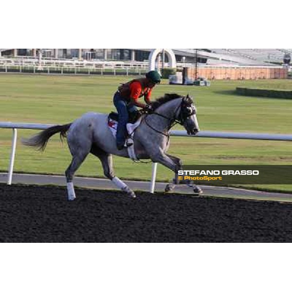 He\'s had Enough morning track works Dubai - Meydan racecourse,27th march 2013 ph.Stefano Grasso