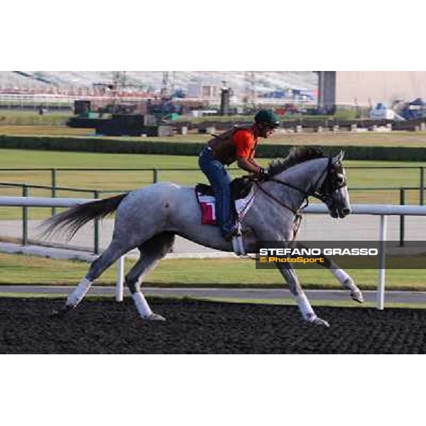 He\'s had Enough morning track works Dubai - Meydan racecourse,27th march 2013 ph.Stefano Grasso