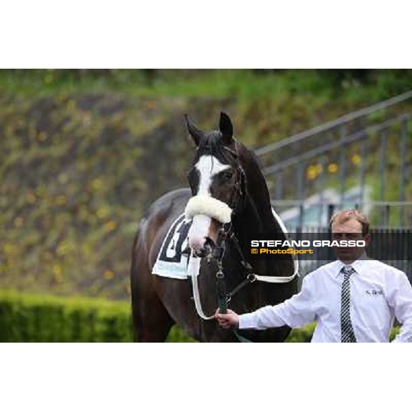 Vedelago before winning the Premio Gentlewave Rome - Capannelle racecourse,1st april 2013 ph.Stefano Grasso