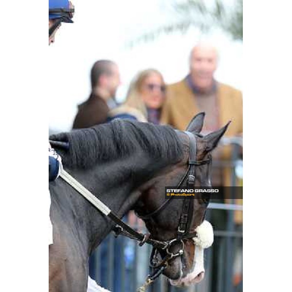 Vedelago and Mario Esposito before winning the Premio Gentlewave Rome - Capannelle racecourse,1st april 2013 ph.Stefano Grasso
