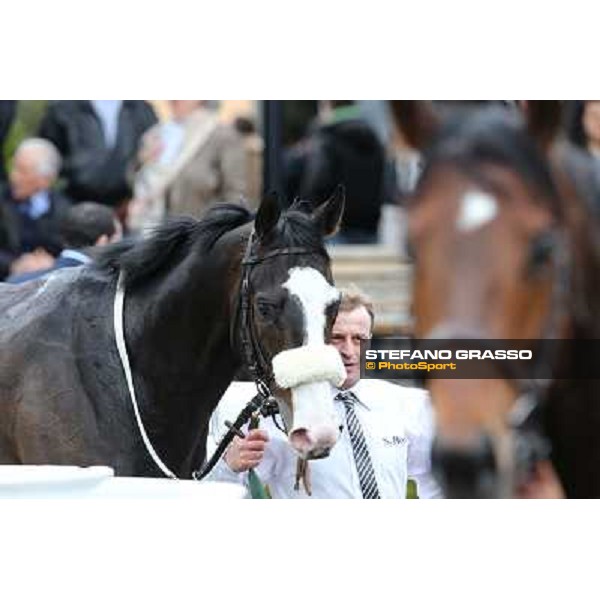 Vedelago and his groom after winning the Premio Gentlewave Rome - Capannelle racecourse,1st april 2013 ph.Stefano Grasso